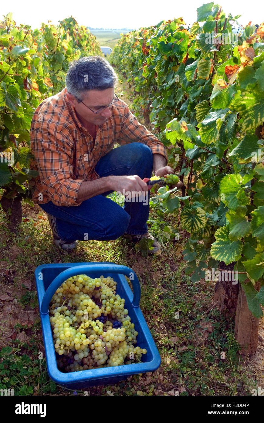 MONTRACHET DRC raccoglitrice di uva lavorando nel Domaine de la Romanee-Conti pacco di Le Montrachet vigneto, Chassagne-Montrachet, Cote d'Or, Francia Foto Stock