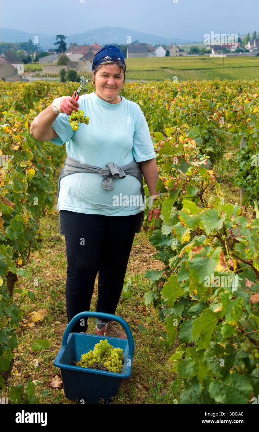 MONTRACHET raccoglitrice di uva holding grand cru grappolo di uva in Domaine de la Romanee-Conti Le Montrachet vigneto, Chassagne-Montrachet, Francia Foto Stock