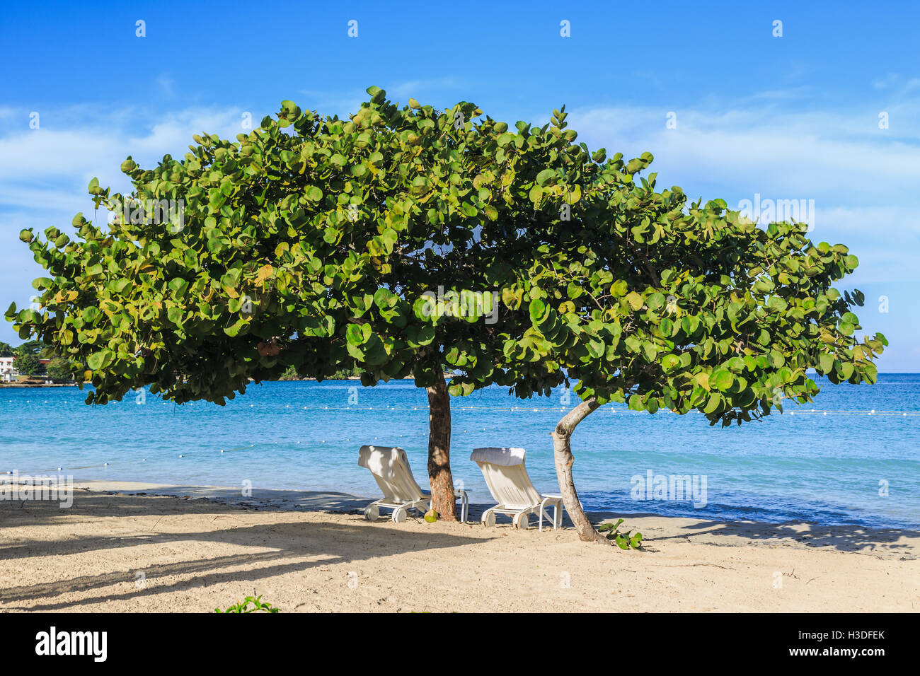 Uva di mare alberi sulla spiaggia con un paio di sedie a sdraio sulla spiaggia. Foto Stock
