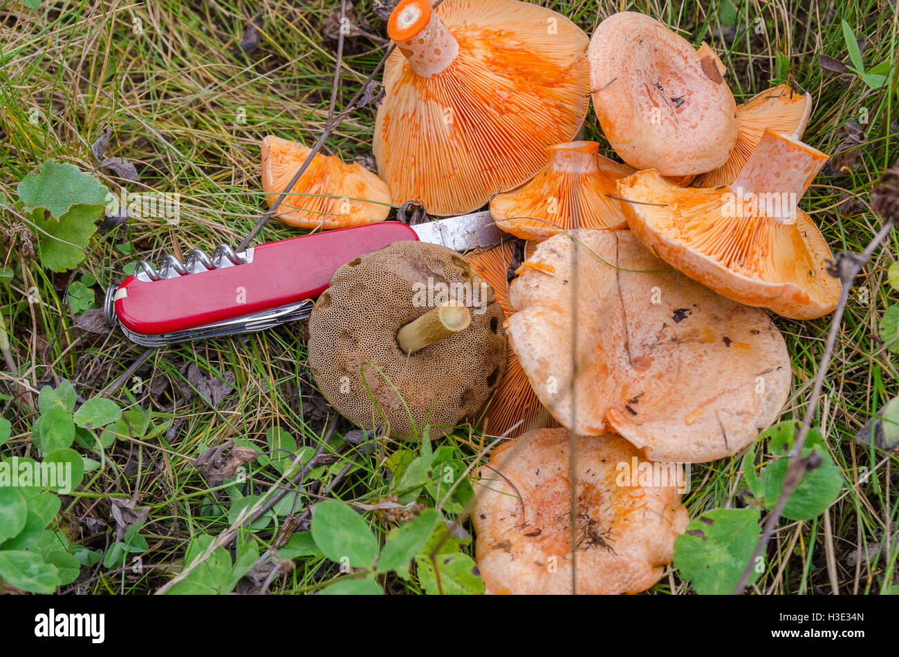 Funghi di Bosco Rosso Foto Stock