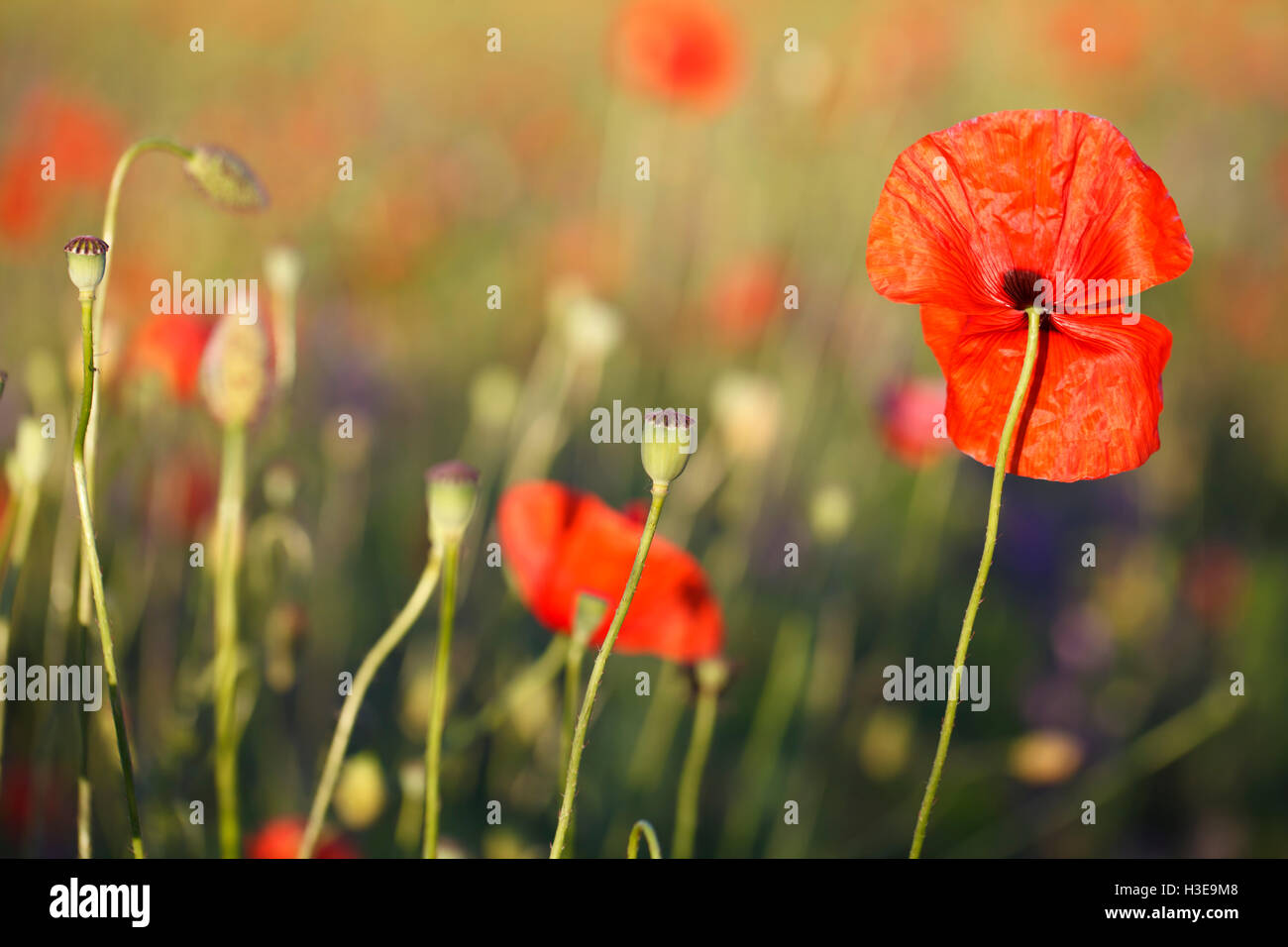 Una splendida fioritura di papaveri rossi, sfondo floreale Foto Stock