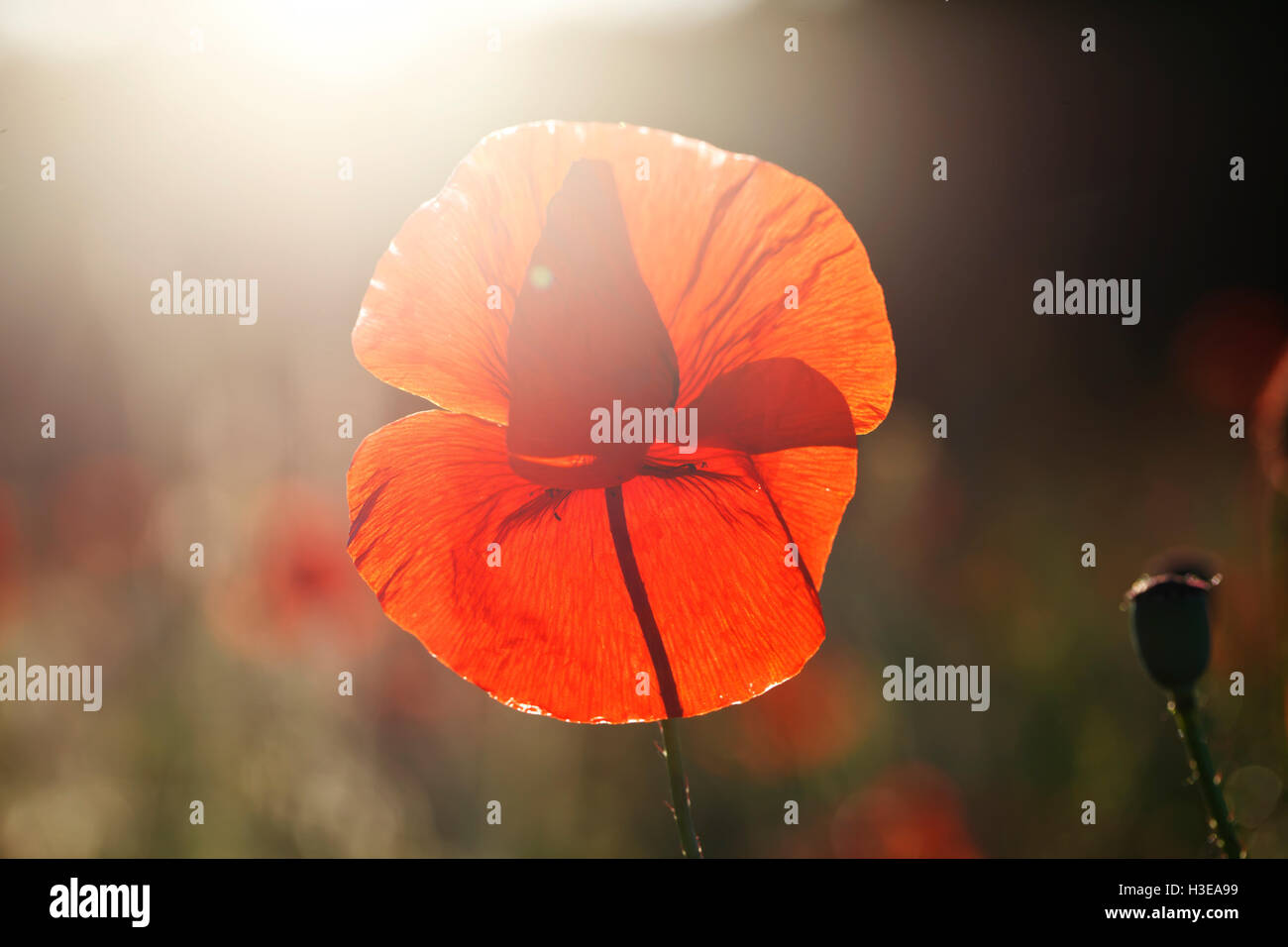 Una splendida fioritura di papaveri rossi, sfondo floreale Foto Stock