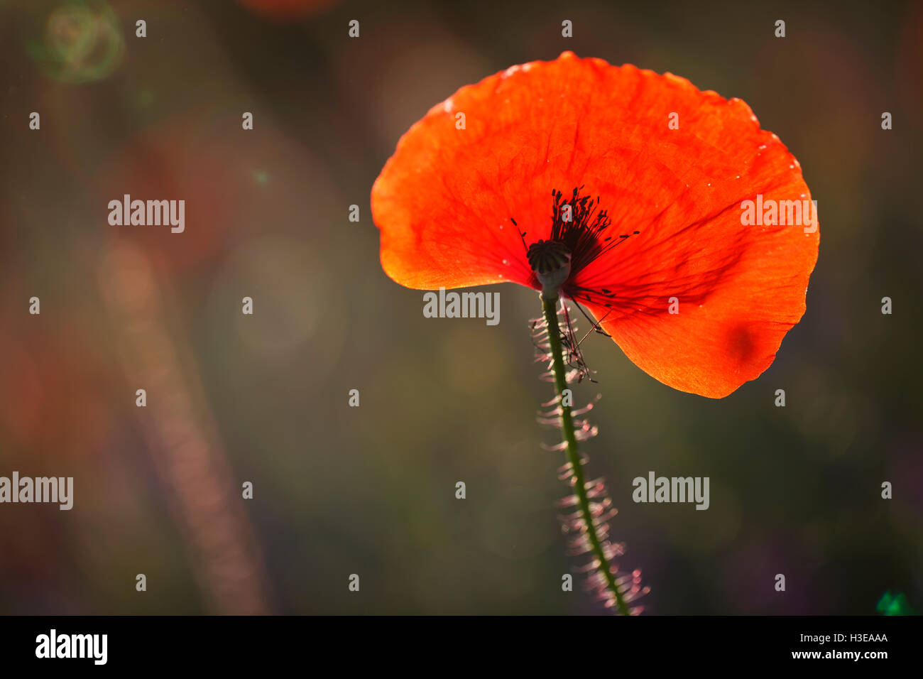 Una splendida fioritura di papaveri rossi, sfondo floreale Foto Stock