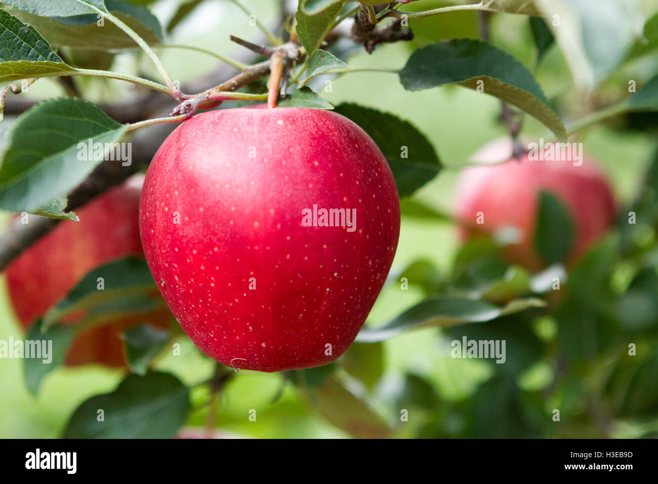 Red apple su albero circondato da foglie e altre mele in background vicino a Orchard Foto Stock Red apple su albero circondato da foglie e altre mele in background vicino a Orchard Foto Stock
