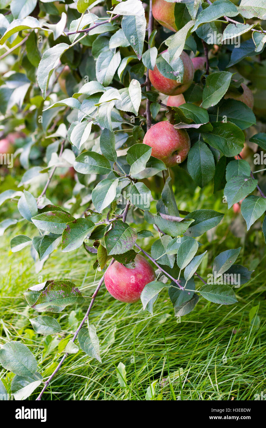 Le mele su un ramo in un frutteto con vegetazione lussureggiante Foto Stock