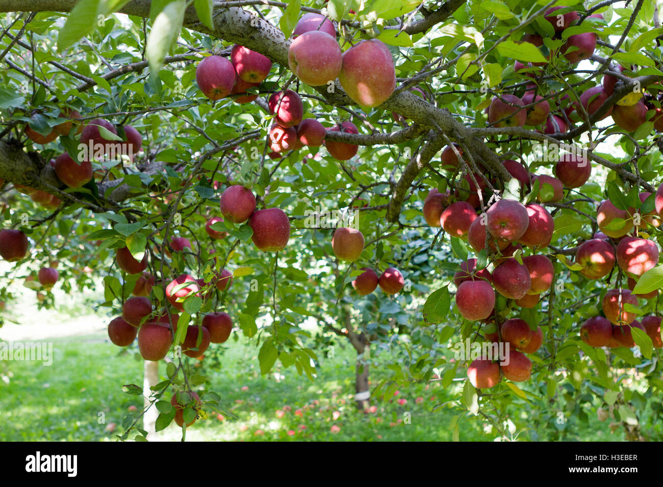 Le mele rosse sui rami di albero di mele nel frutteto all'aperto Foto stock  - Alamy