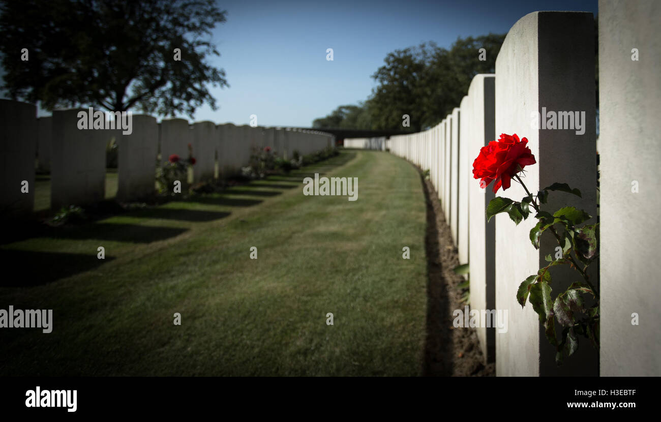 Una sola rosa rossa con implicazioni di sangue versato si appoggia tra le lapidi di un WWI battlefield cimitero in Belgio Foto Stock