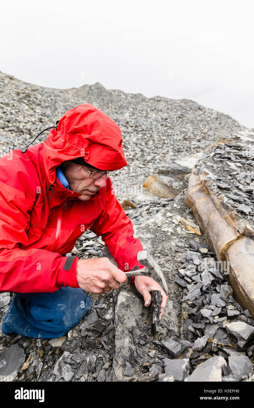 Un uomo in cerca di trilobiti. Foto Stock