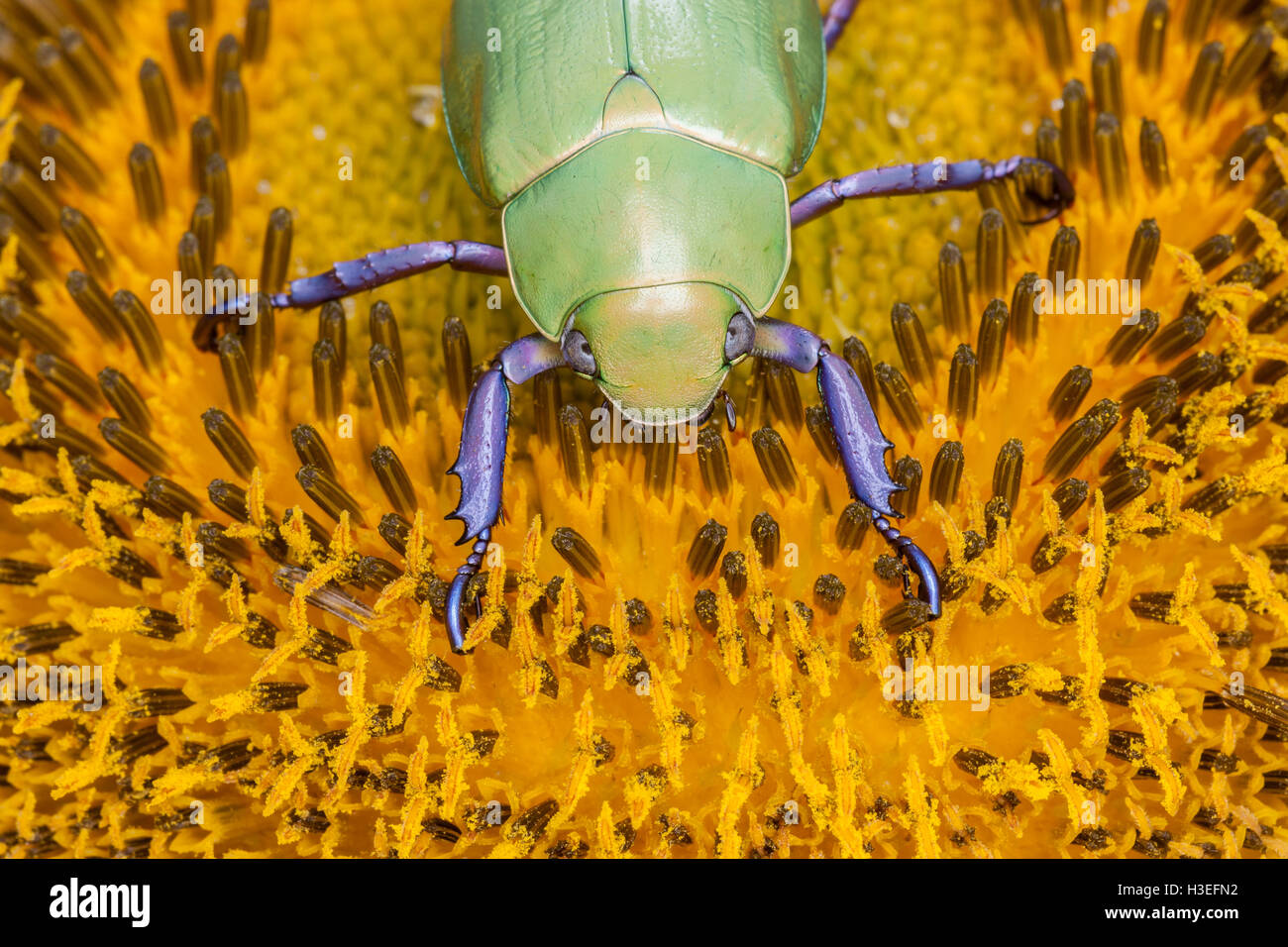 Beyer la jeweled scarabeo scarabeo, Chrysina (Plusiotis beyeri). Questa bellissima foglia chafer beetle appartiene alla sottofamiglia Rutelinae Foto Stock