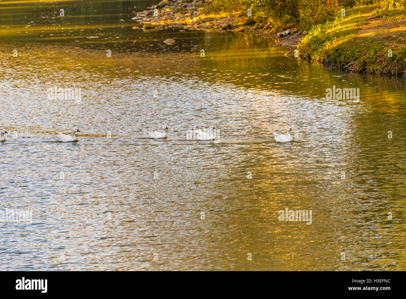 Rivestiti di oche nuotare nel fiume Foto Stock