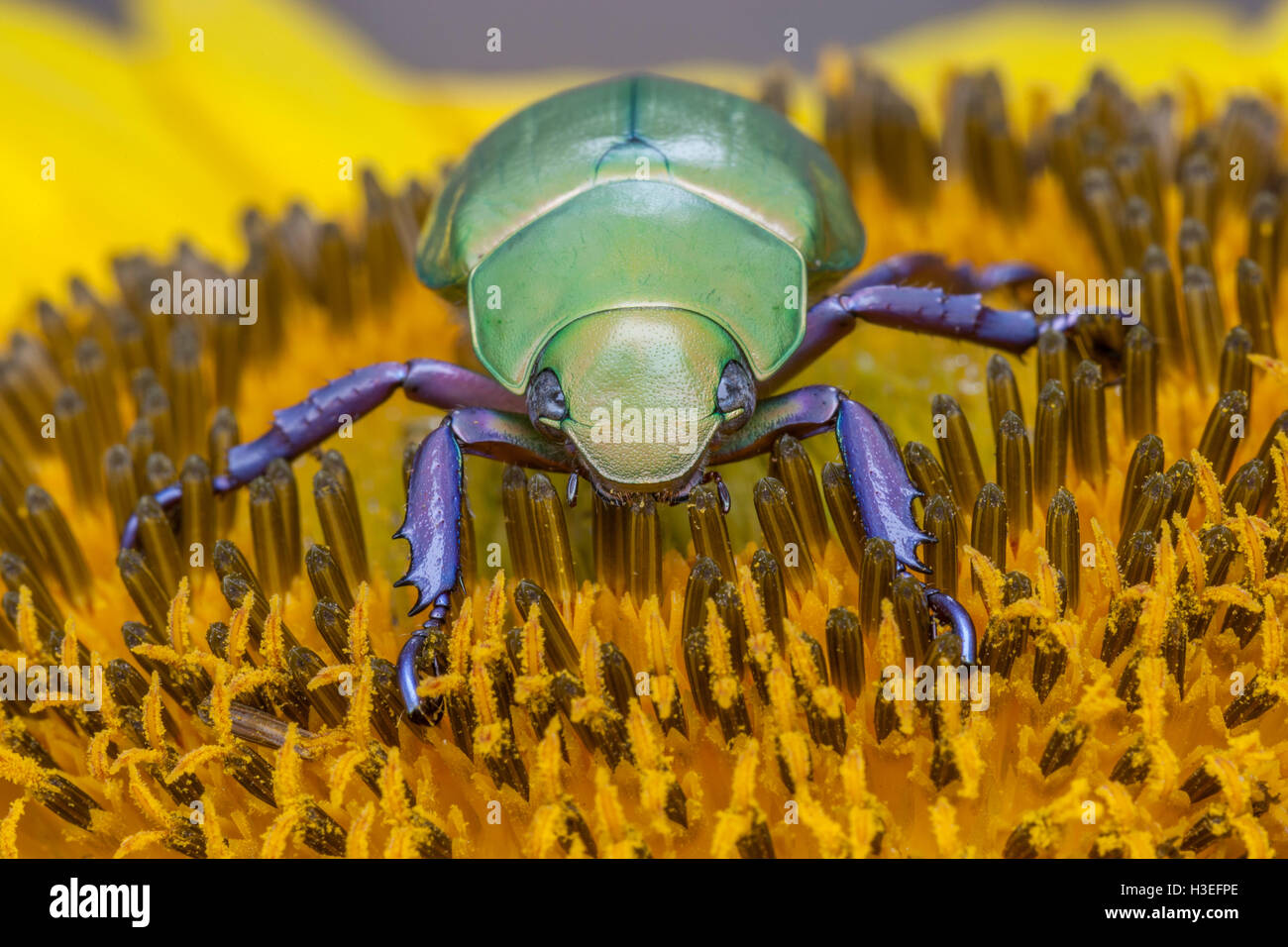 Beyer la jeweled scarabeo scarabeo, Chrysina (Plusiotis beyeri). Questa bellissima foglia chafer beetle appartiene alla sottofamiglia Rutelinae Foto Stock