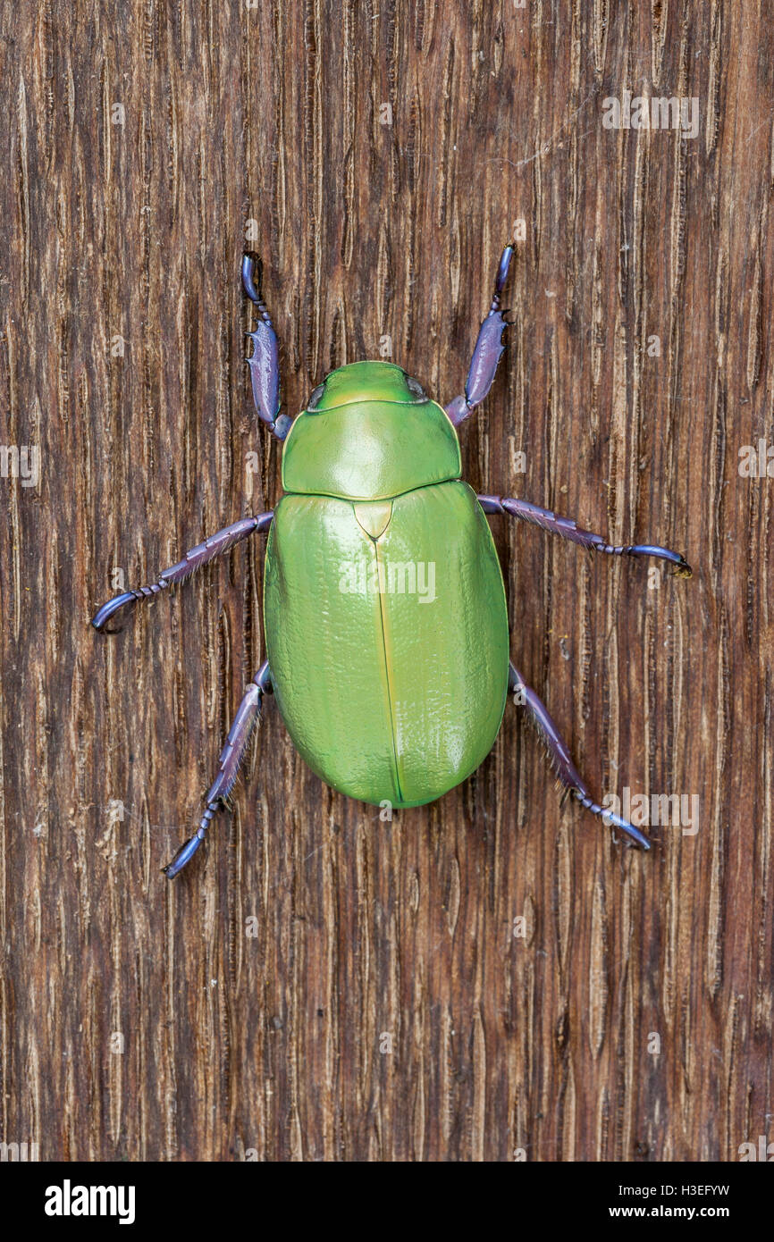 Beyer la jeweled scarabeo scarabeo, Chrysina beyeri, in legno di quercia. Trovato in montagna, canyon e colline di sè in Arizona. Foto Stock