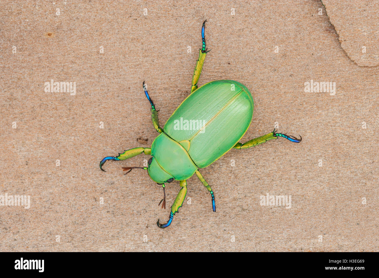 Texas jeweled scarabeo, Chrysina (Plusiotis woodi). Questa bella beetle è stata trovata in trans Pecos Montagne in Texas. Foto Stock