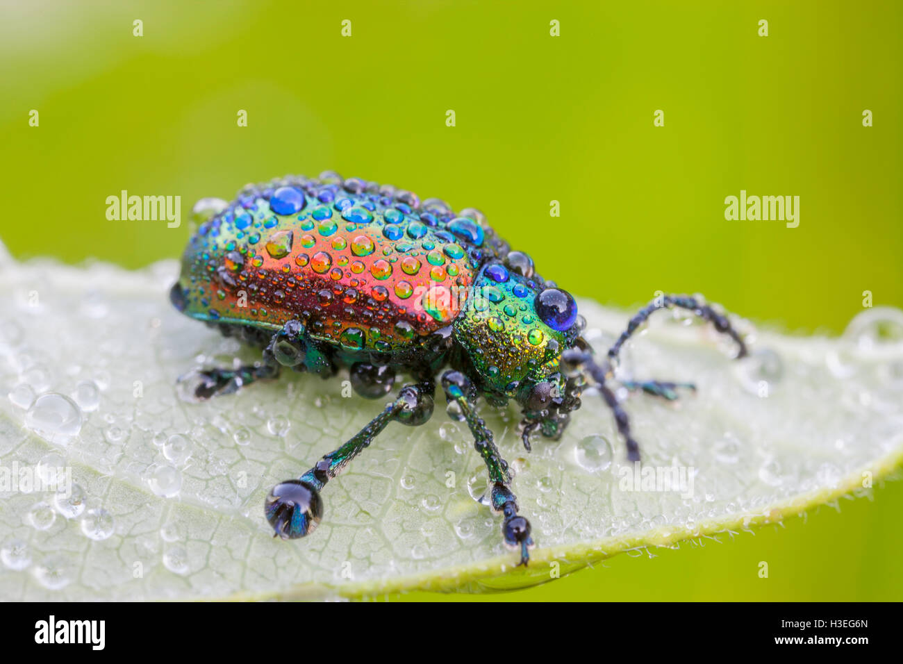 DOGBANE BEETLE (Chrysochus auratus) coperta con inizio Rugiada di mattina. Questo beetle è trovato in tutto il Nord America orientale. Foto Stock