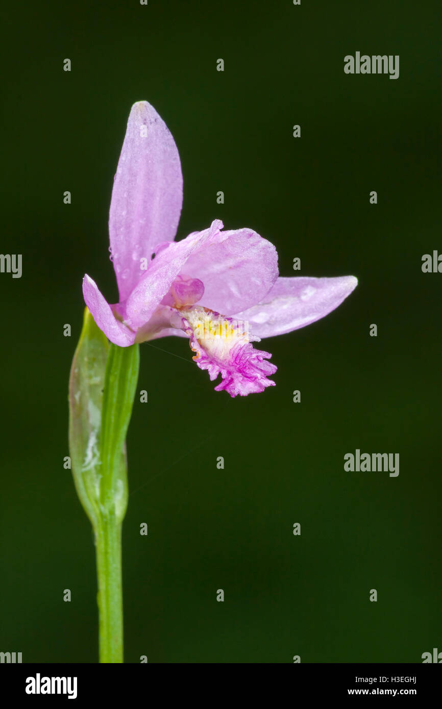 Rose Pogonia (Pogonia ophioglossoides) noto anche come Snakemouth fioriture di orchidee in acquitrini e paludi pine flatwoods. Foto Stock