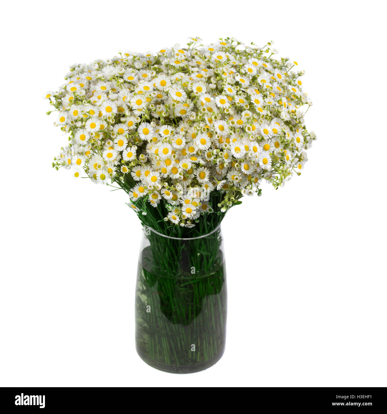Bouquet di margherite selvatiche in un vaso di vetro. Isolato su sfondo bianco. campo di margherite in banca. Foto Stock