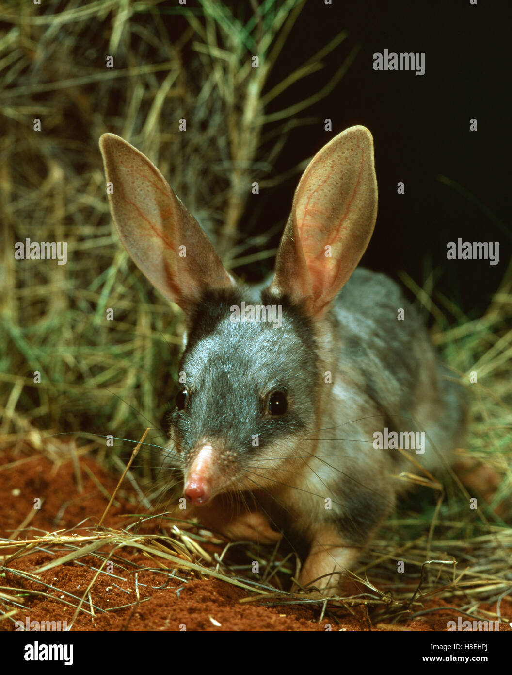 Bilby maggiore (Macrotis lagotis), Australia la risposta che il coniglietto di Pasqua. Australia centrale Foto Stock