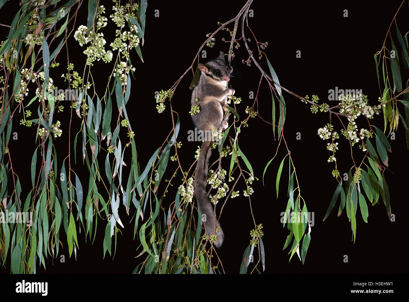 Leadbeater's possum (gymnobelideus leadbeateri) in una fioritura di eucalipti tree di notte, specie in via di estinzione. highlands centrali, vi Foto Stock