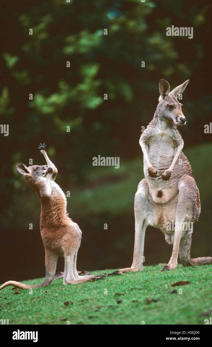 I canguri rossi (macropus rufus), femmina e la riproduzione di joey. western New South Wales, Australia Foto Stock