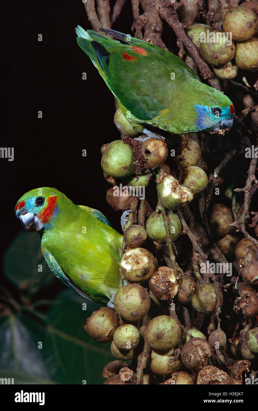 Double-eyed fig-pappagallo (cyclopsitta diophthalma), maschio e femmina in figg. North Queensland, Australia Foto Stock