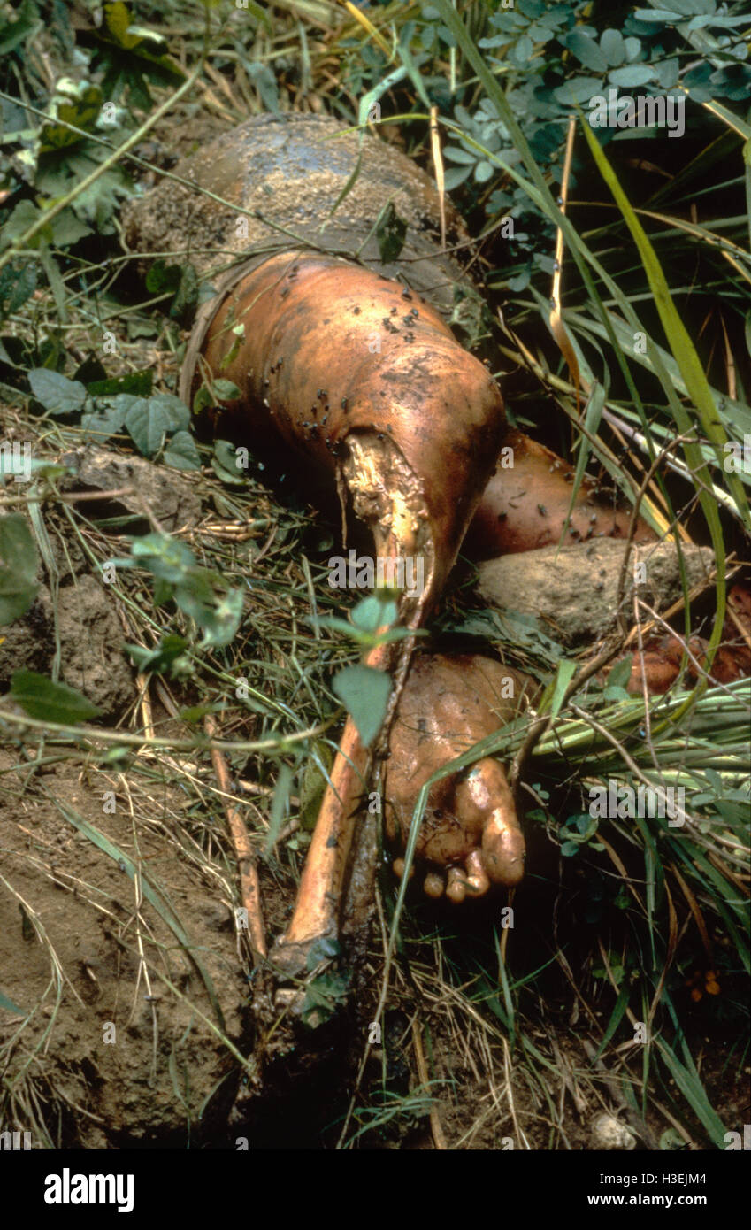 SAN SALVADOR EL SALVADOR, Maggio 1981: il corpo di un uomo ucciso da destra della squadra di morte e oggetto di pratiche di dumping su una discarica. Foto Stock