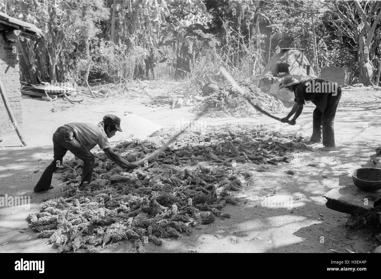 CHALATENANGO, EL SALVADOR, FEB 1984: - all'interno del FPL Guerrilla zone di controllo un agricoltore ordina il suo raccolto di mais. Foto di Mike Goldwater Foto Stock