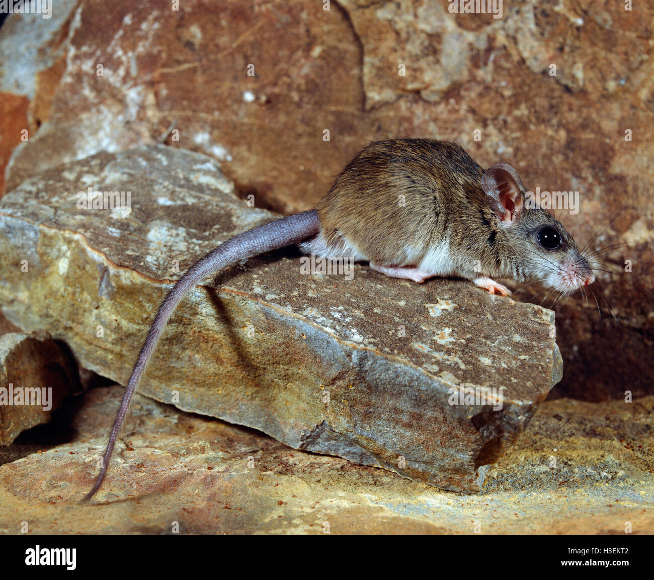 Roccia comune-RAT (zyzomys argurus), l'Australia del nord Foto Stock