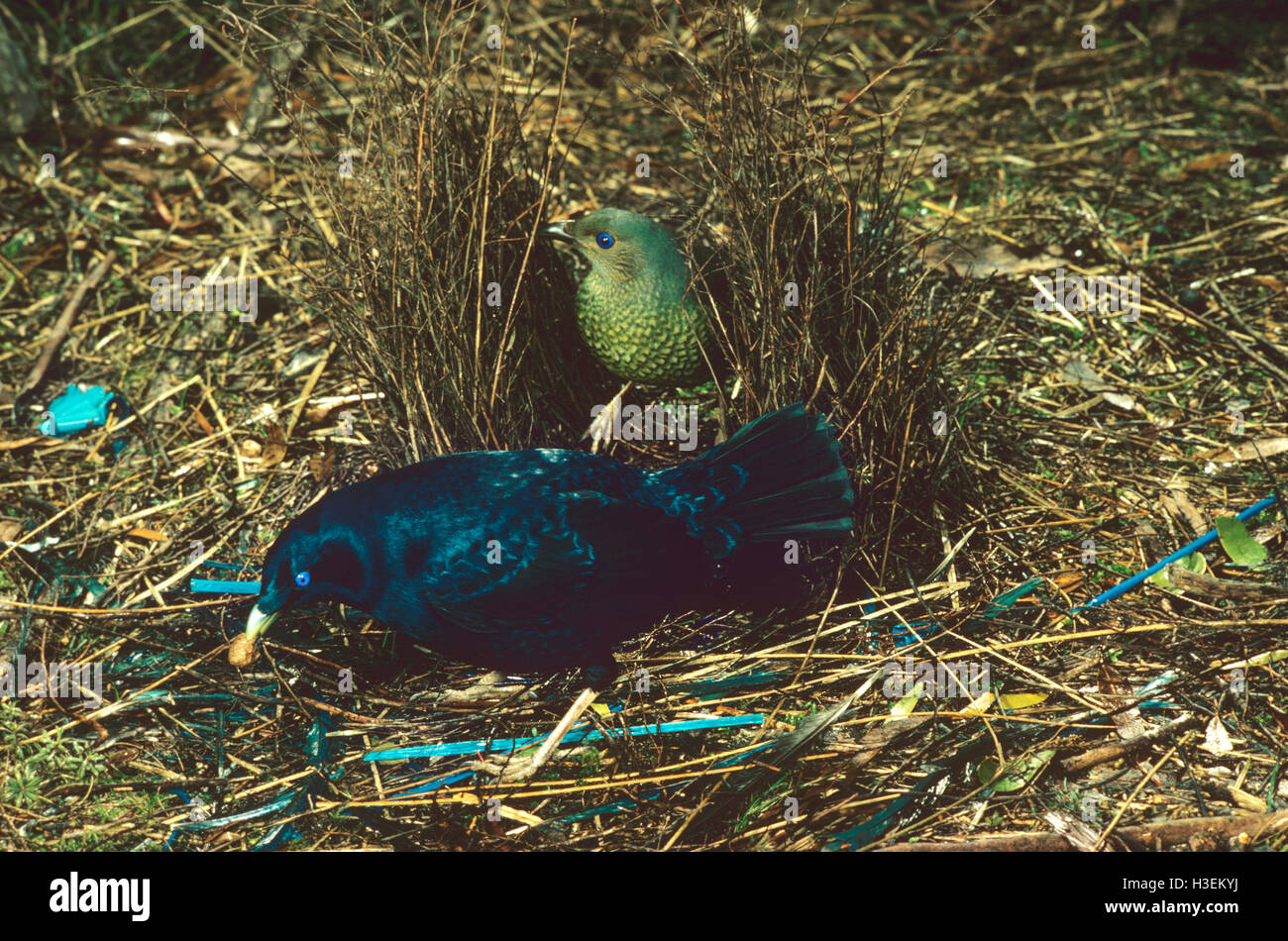 Satin bowerbird (ptilonorhynchus tendente al violaceo), visualizzando maschio a femmina in bower. Australia orientale. Foto Stock