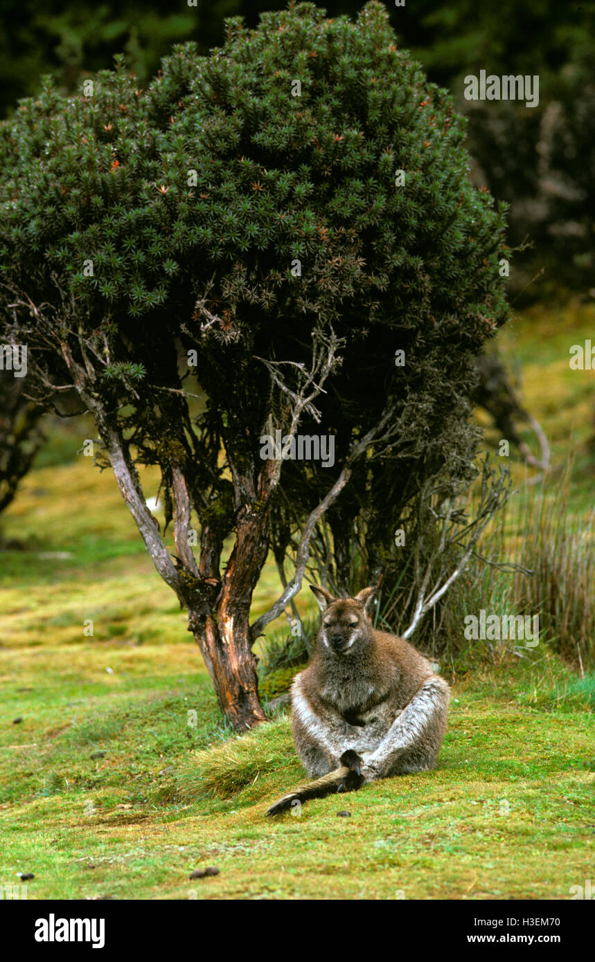 Il Bennett's wallaby (macropus rufogriseus rufogriseus). Cradle Mountain-lake st clair national park, la Tasmania, Australia Foto Stock