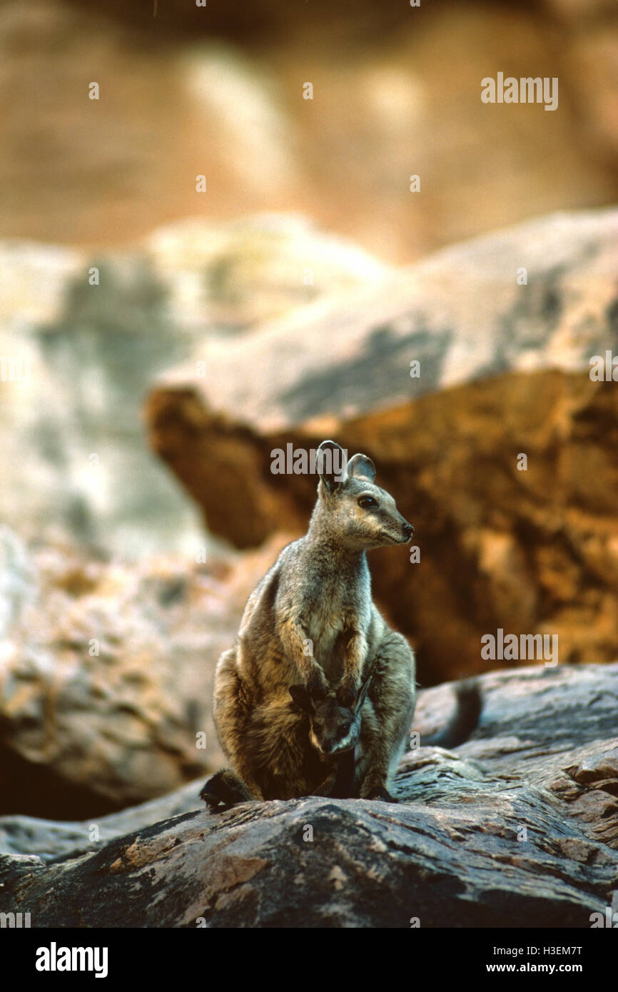 Nero-fiancheggiata rock-wallaby (Petrogale lateralis), con Joey. Simpsons Gap, West MacDonnell Ranges, Territorio del Nord, l'Australia Foto Stock
