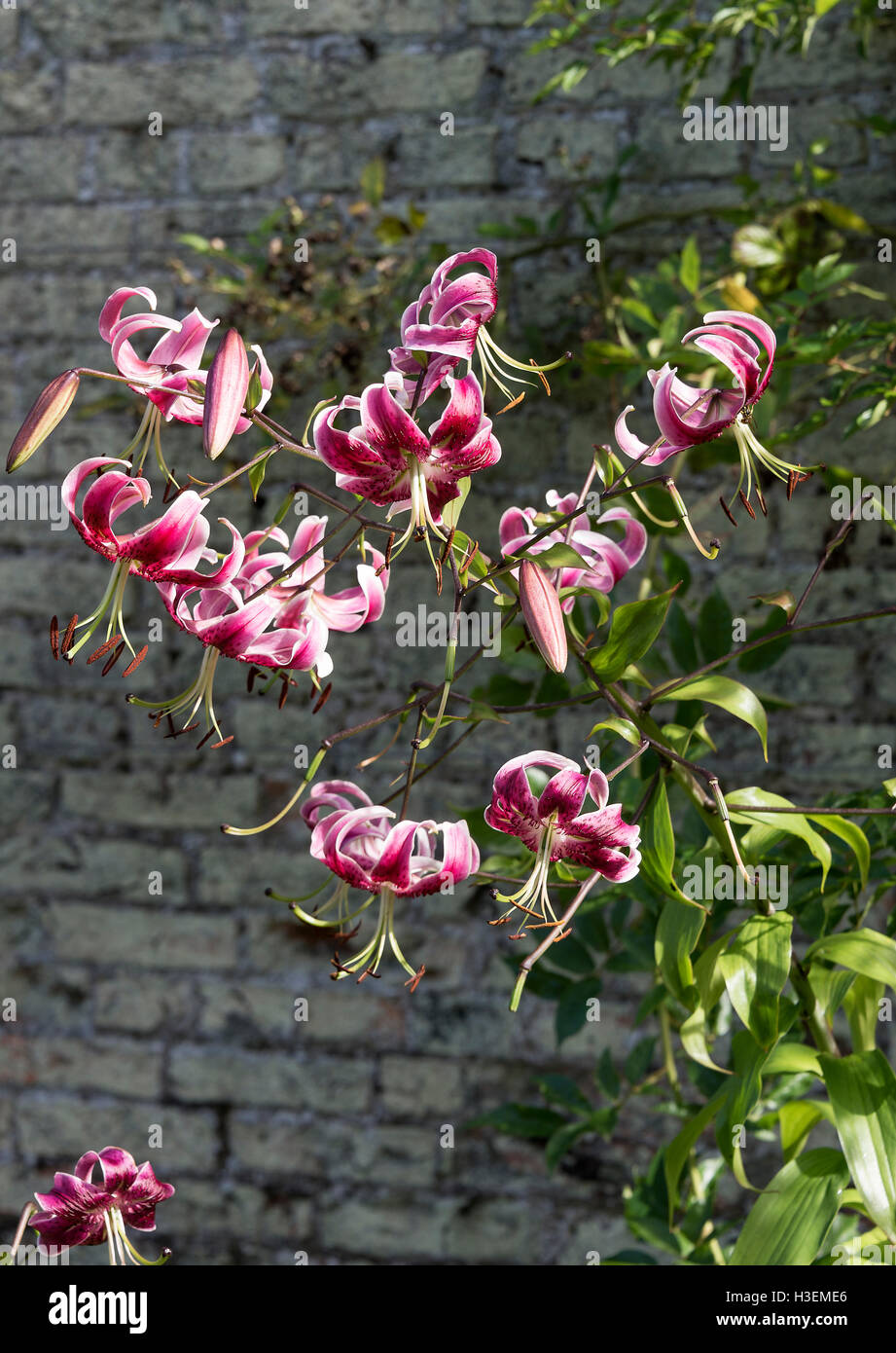 Giglio di bellissimi fiori viaggi alla fine in un giardino murato al Castle Howard vicino a York North Yorkshire England Regno Unito Regno Unito Foto Stock
