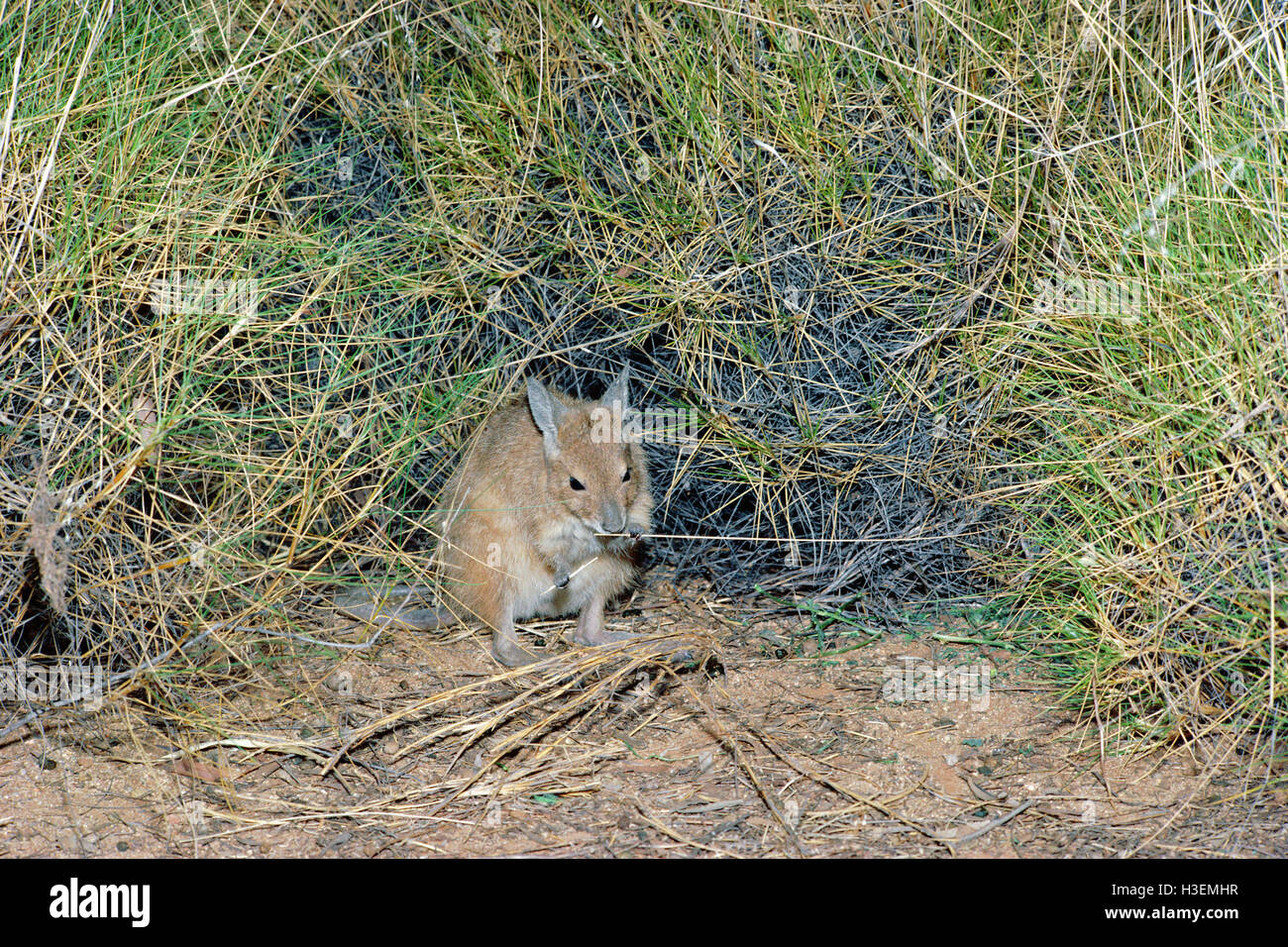 Rufous Hair-wallaby o mala (lagorchestes hirsutus), in spinifex. Tanami Desert, Territorio del Nord, l'australia Foto Stock