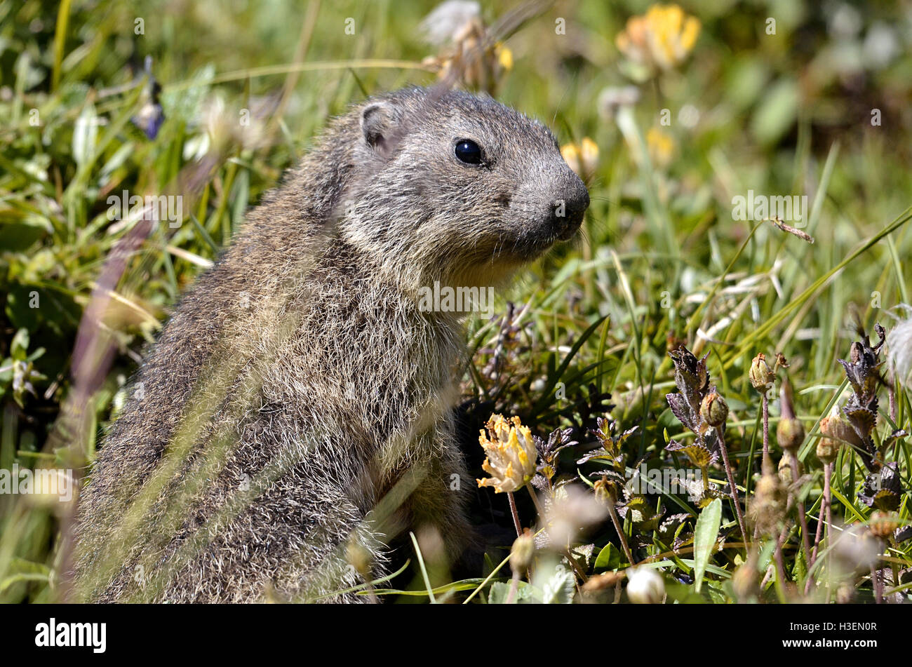 Primo piano alpino giovane marmotta (Marmota marmota) in erba a La Plagne nelle Alpi francesi, dipartimento della Savoia Foto Stock