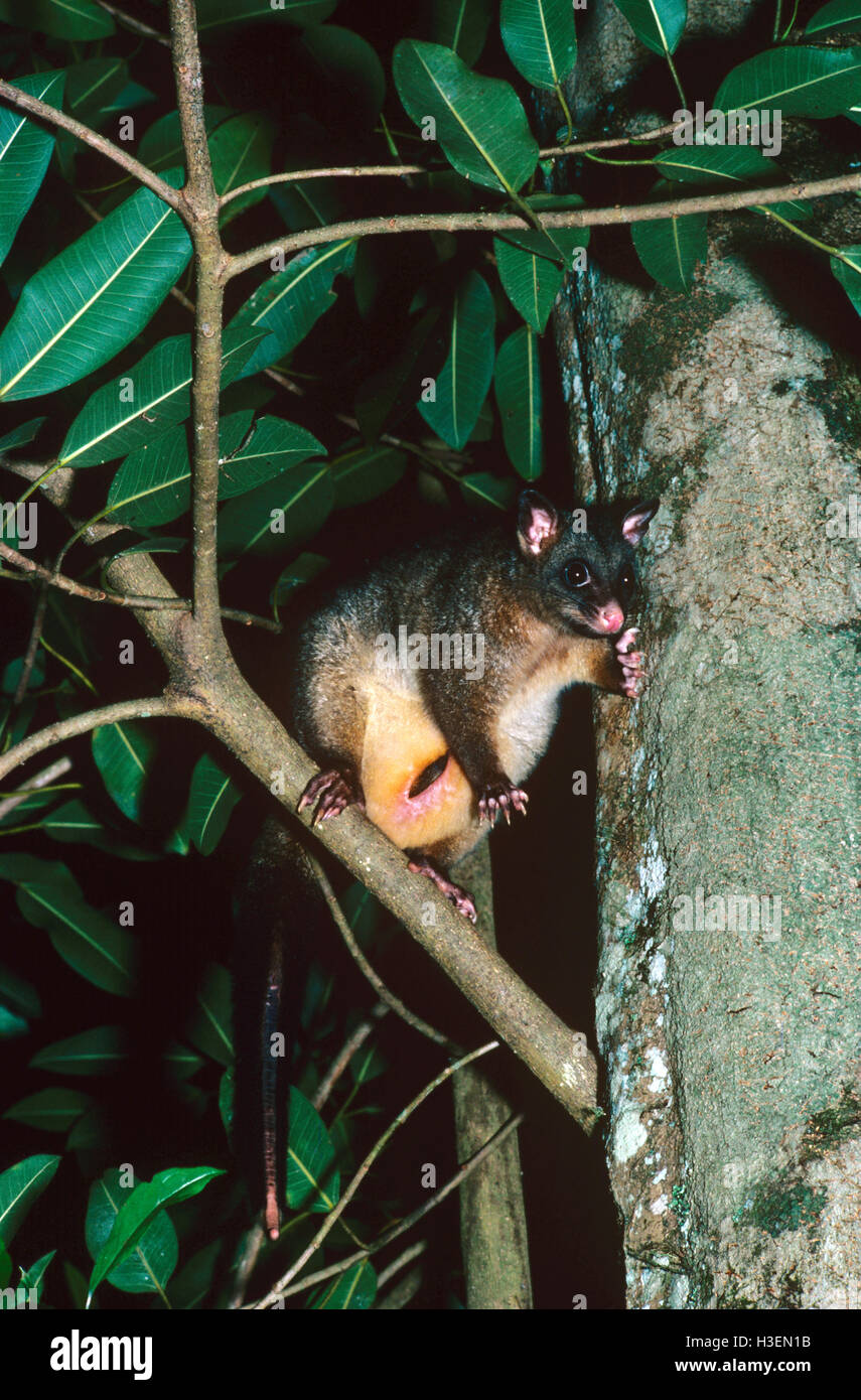 Corto-eared possum (trichosurus caninus), in highland foresta pluviale tropicale di notte. North Queensland, Australia Foto Stock