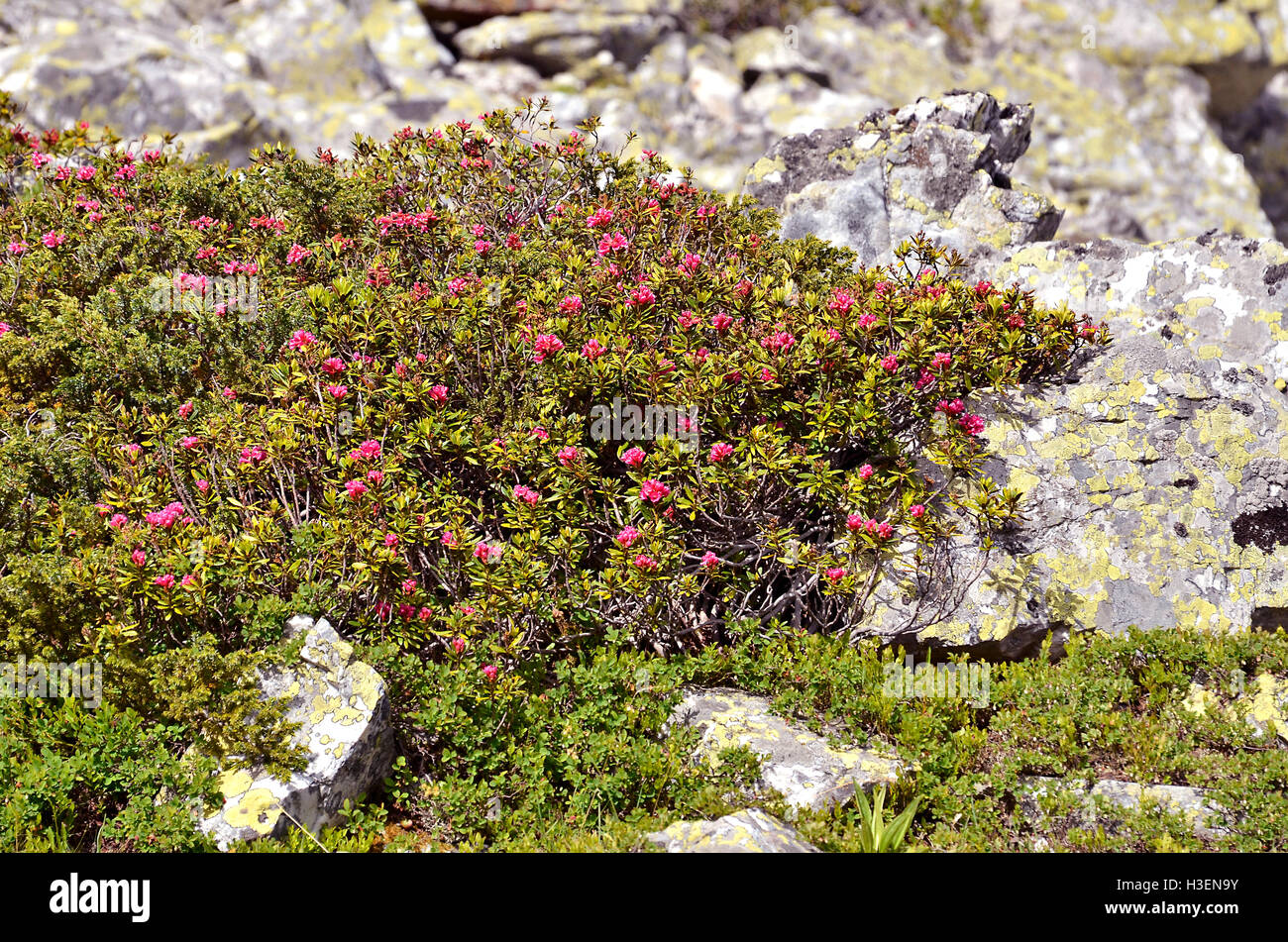 Alpenrose fiore (Rhododendron ferrugineum) vicino a La Plagne in Francia. Foto Stock