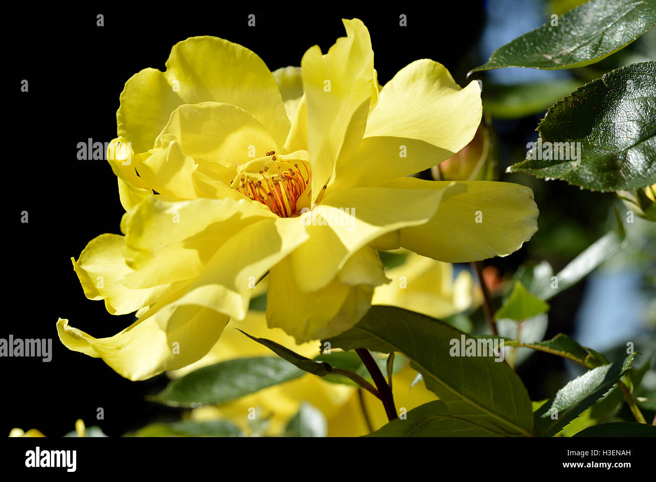 Macro di rosa gialla con orange stami Foto Stock