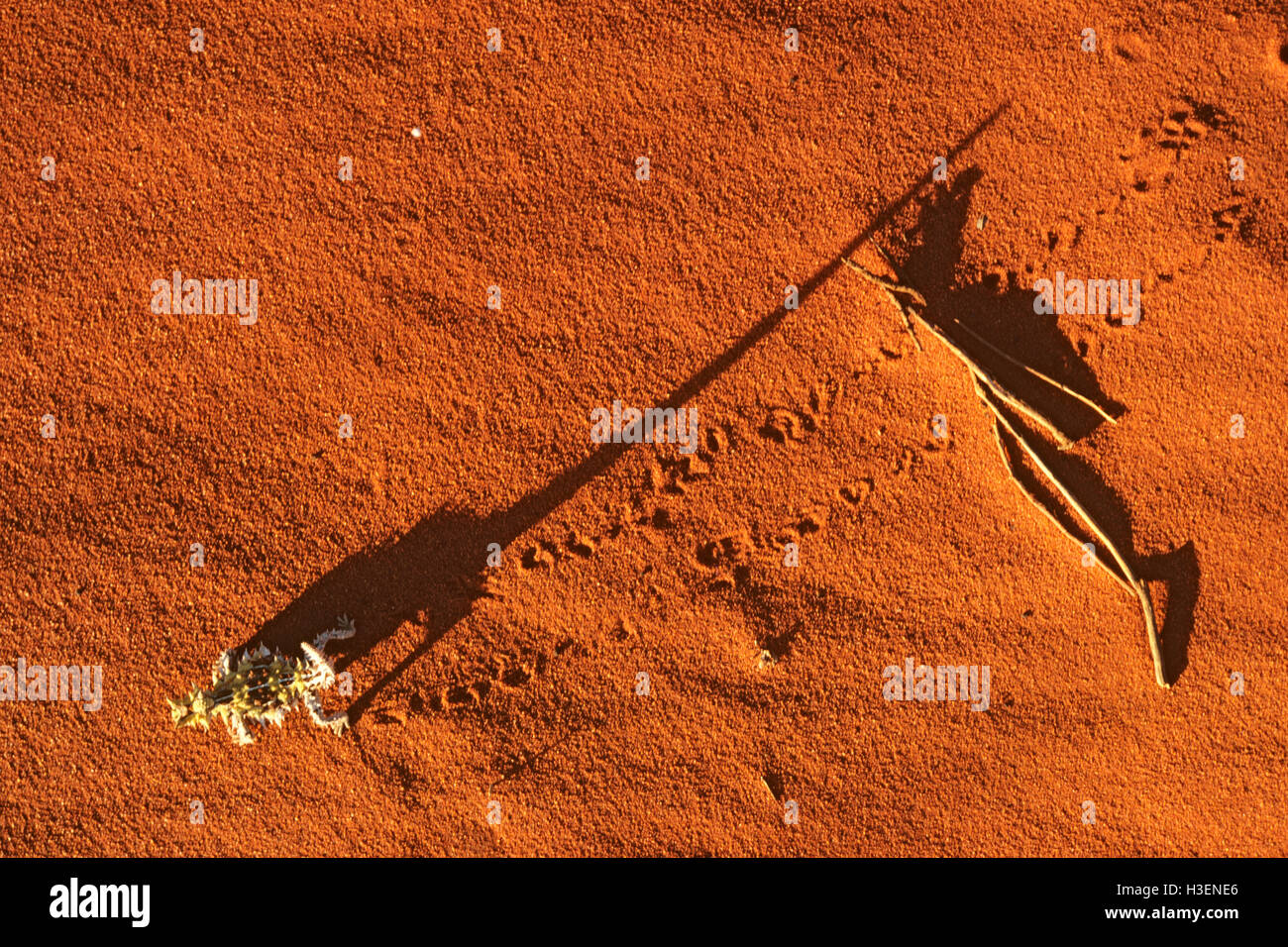 Spinosa devil (moloch horridus), sulla sabbia rossa, vista aerea. Shark Bay, Australia occidentale Foto Stock