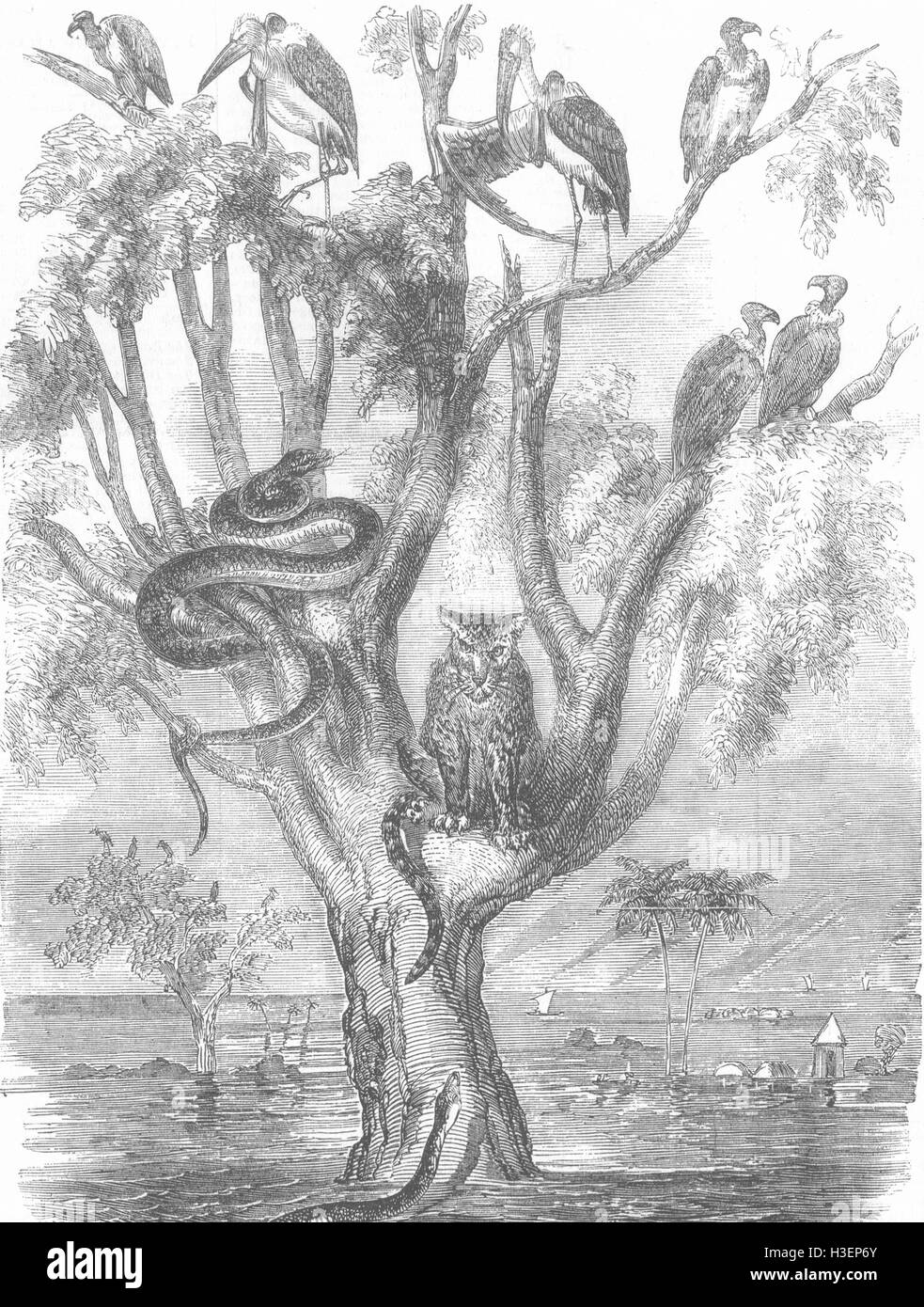 INDIA allagamento, India Tree di rifugio 1856. Illustrated London News Foto Stock