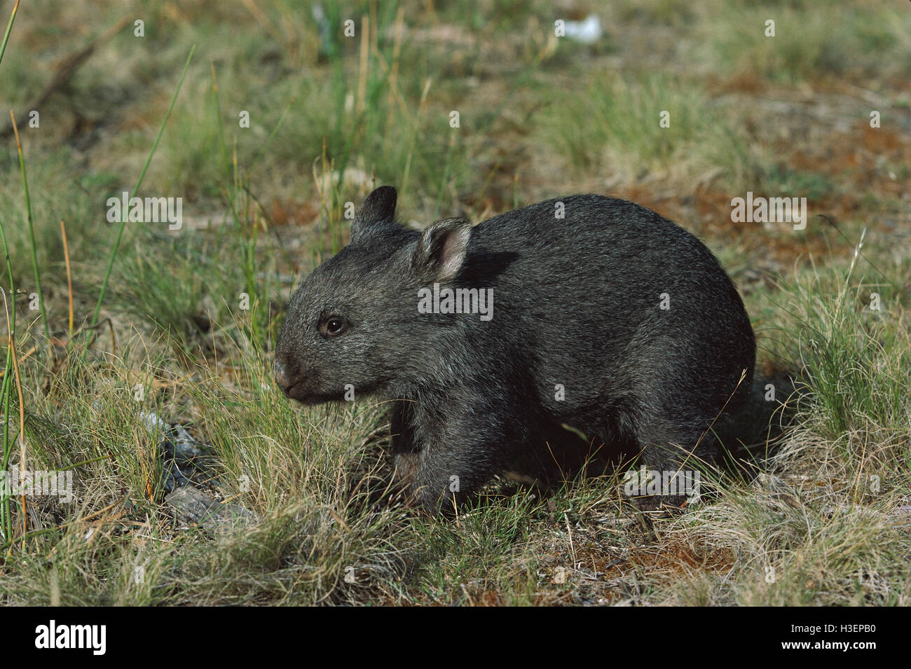 Wombat comune (vombatus ursinus), tre mesi, fase buia. Foto Stock