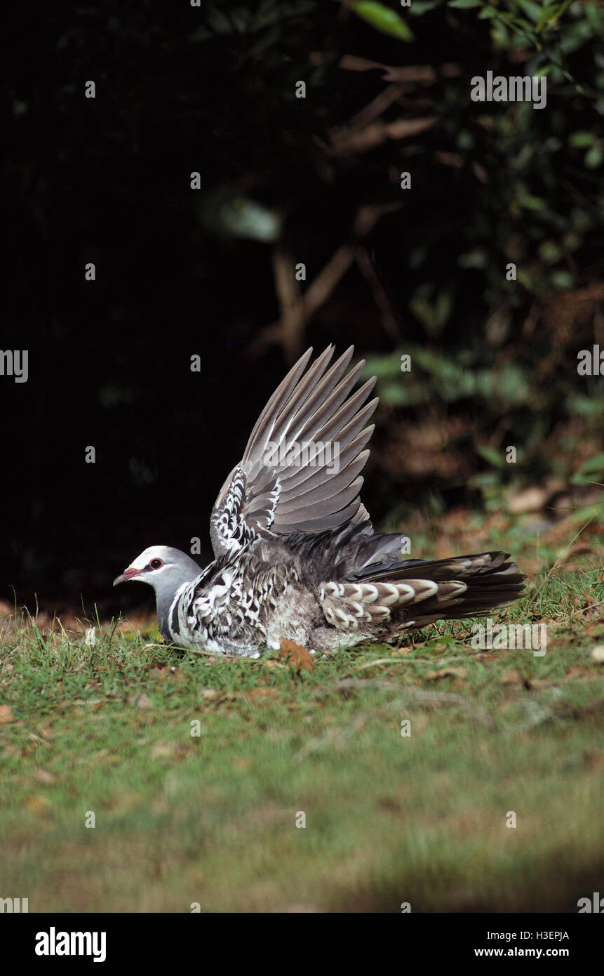 Wonga piccione (leucosarcia melanoleuca), prendere il sole stesso nella radura della foresta pluviale. Foto Stock