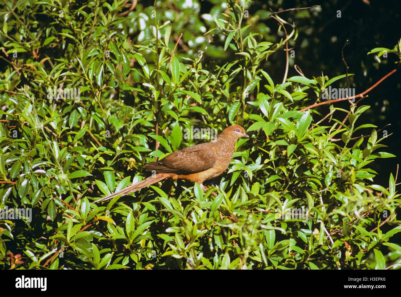 A cucù marrone-colomba (macropygia amboinensis), arroccato nella struttura ad albero della foresta pluviale. Foto Stock