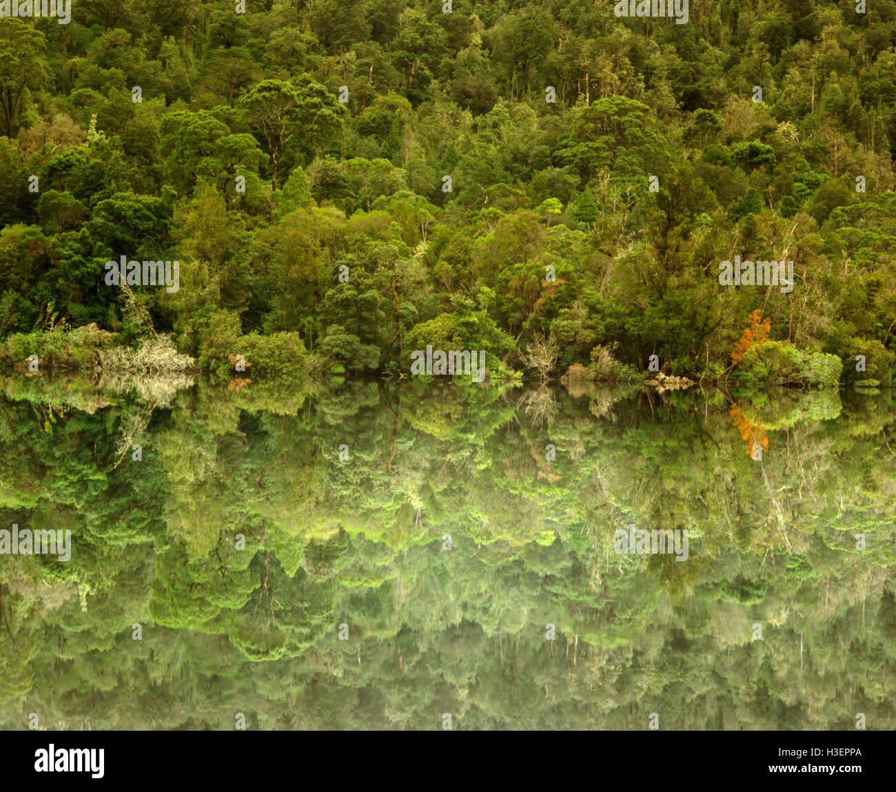 Raffreddare la foresta pluviale temperata lungo la parte inferiore del fiume Gordon. Foto Stock