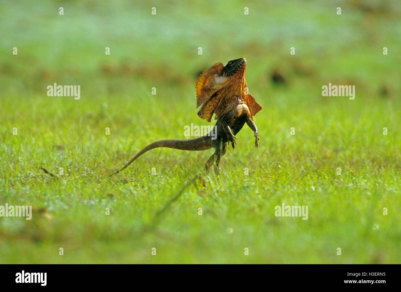 Frilled lizard (Chlamydosaurus kingii), velocizzando in tutta la nuova crescita su essiccato billabong. Territorio del Nord, l'Australia Foto Stock