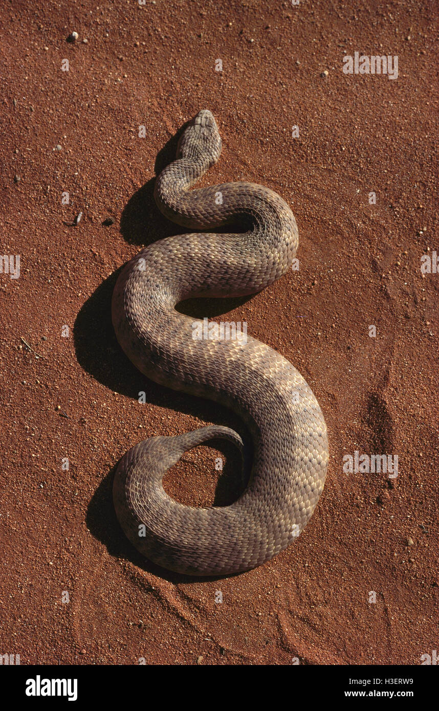 La morte del deserto sommatore (acanthophis pirro), sulla sabbia rossa. Australia centrale Foto Stock