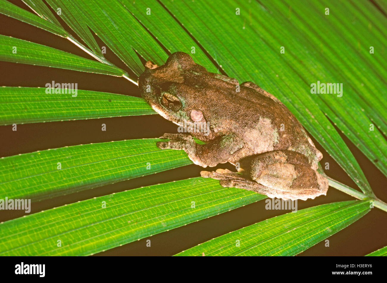 Toccando il green-eyed frog (Litoria serrata) su foglia di palma. Gamma di Kuranda, North Queensland, Australia Foto Stock