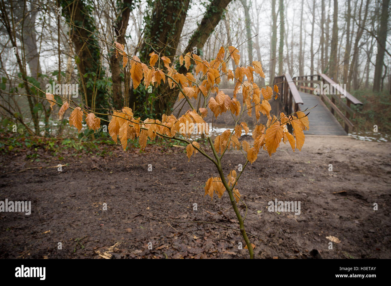 Giovane albero con foglie di autunno con un ponte pedonale in background Foto Stock