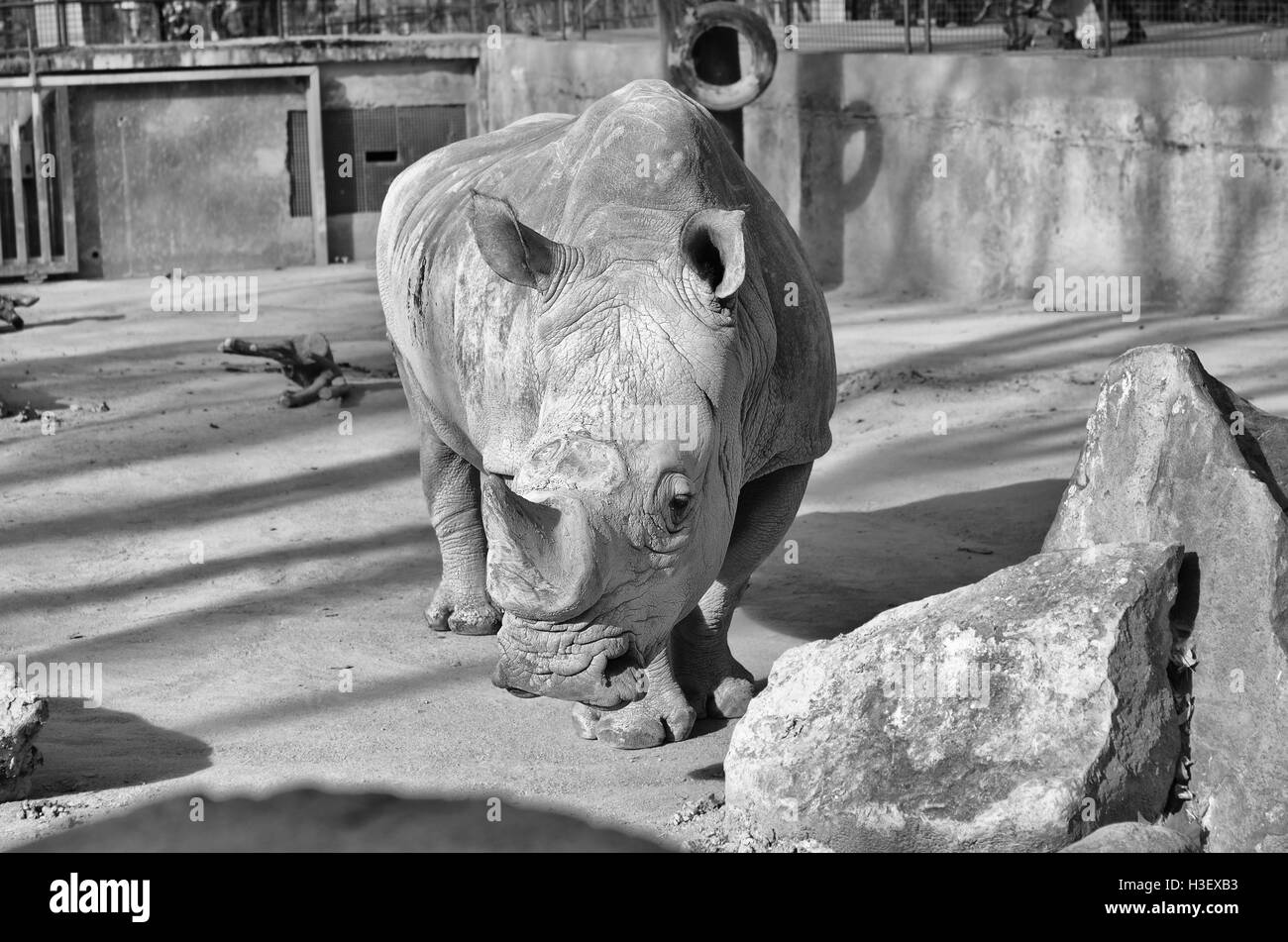 Grande bianco a piedi rinhoceros allo zoo Foto Stock