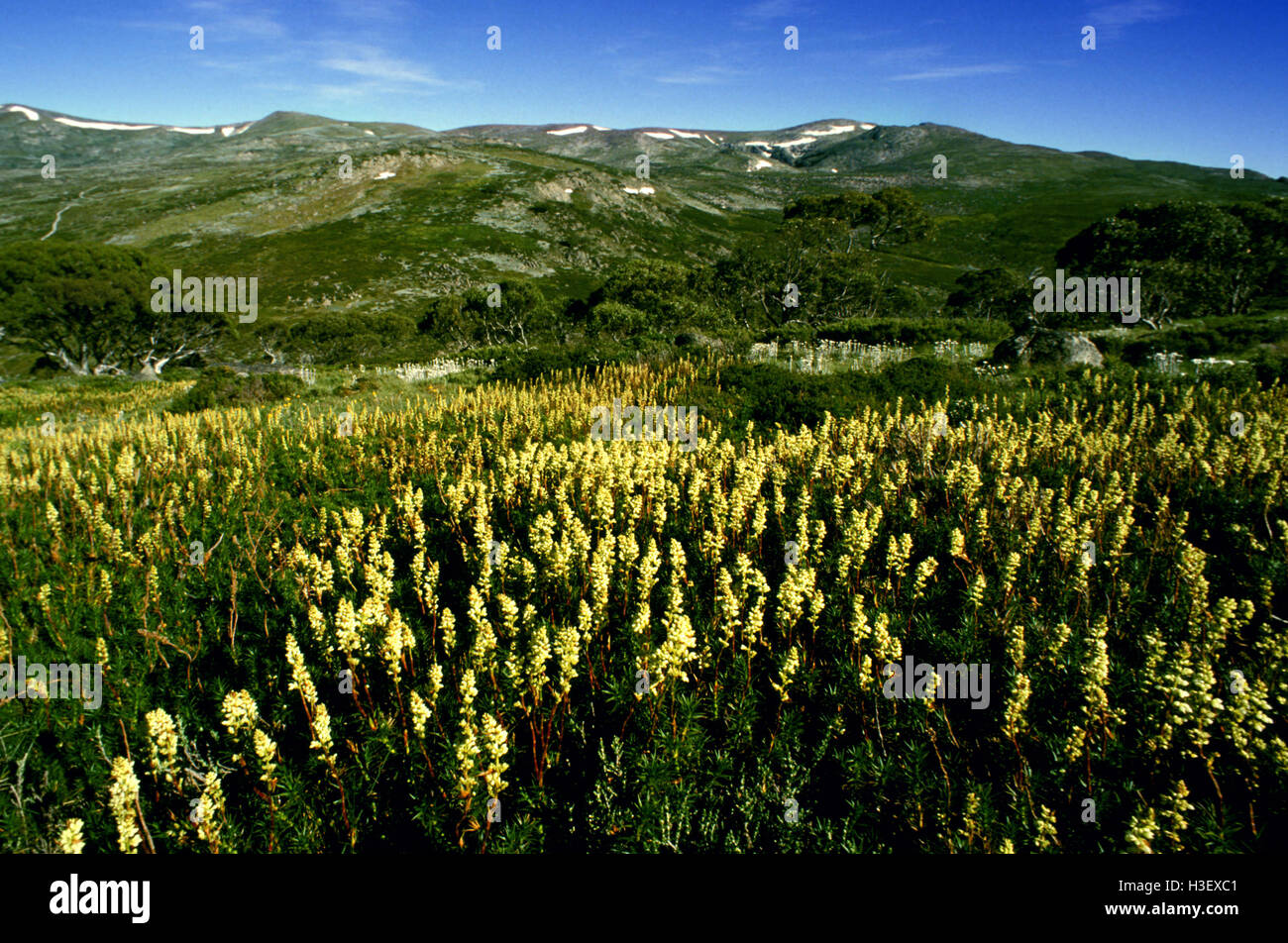Candela heath (richea continentis) Foto Stock