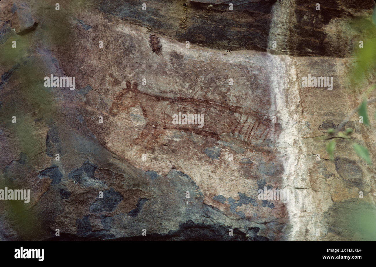Arte rupestre degli Aborigeni di un thylacine (thylacinus cyanocephalus) Foto Stock
