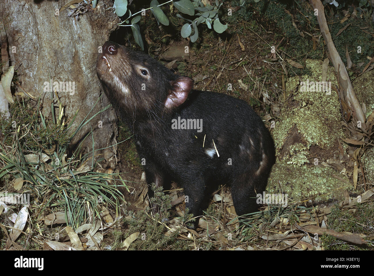 Diavolo della Tasmania (sarcophilus harrisii) Foto Stock